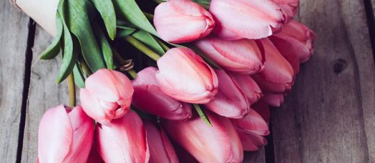 Les tulipes